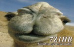 7Z1HB